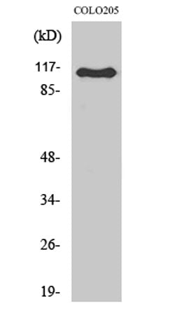 RhoGEF p115 rabbit pAb