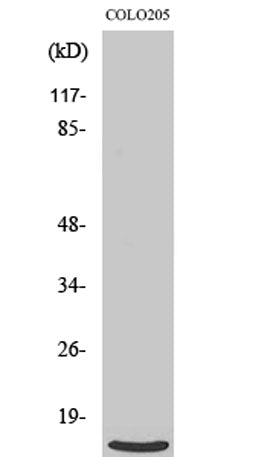 Ribosomal Protein L39 rabbit pAb