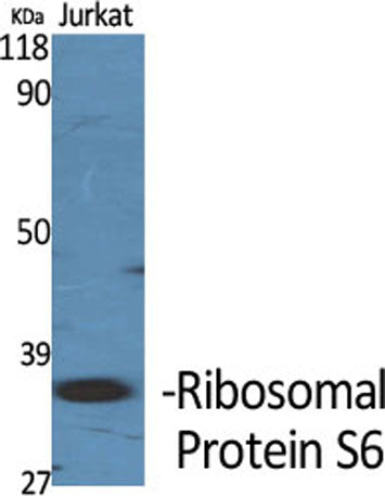Ribosomal Protein S6 rabbit pAb