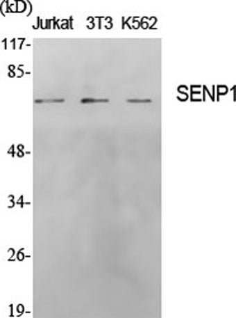 SENP1 rabbit pAb
