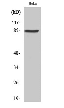 SgK288 rabbit pAb