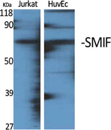SMIF rabbit pAb