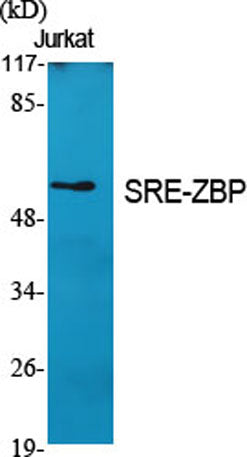 SRE-ZBP rabbit pAb