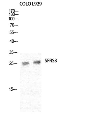 SRp20 rabbit pAb