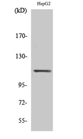 Stat2 rabbit pAb