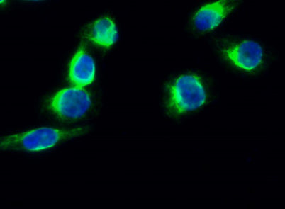 Synapsin I rabbit pAb