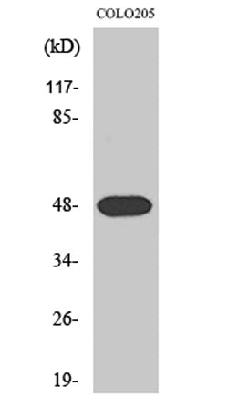 Synaptotagmin XI rabbit pAb