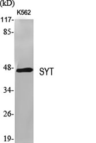 SYT rabbit pAb