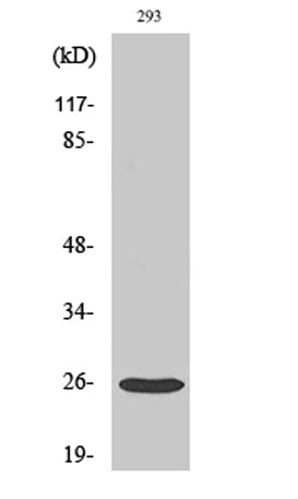 Tetraspanin-8 rabbit pAb