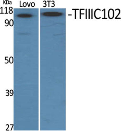 TFIIIC102 rabbit pAb