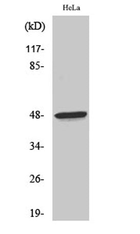 Thrombin R rabbit pAb