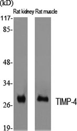 TIMP-4 rabbit pAb
