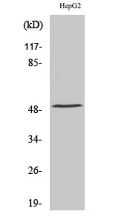 TPH1 rabbit pAb