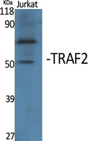 TRAF2 rabbit pAb