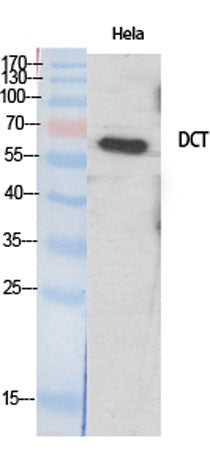 TRP2 rabbit pAb