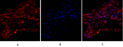 Tubulin α rabbit pAb