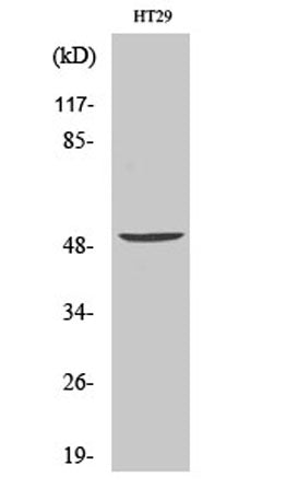 Vangl1 rabbit pAb