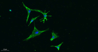 Vinculin rabbit pAb