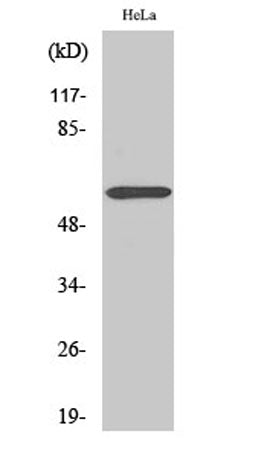 ZNF397 rabbit pAb