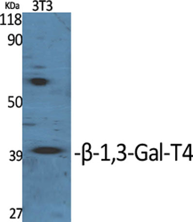 β-1,3-Gal-T4 rabbit pAb