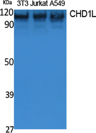 CHD1L rabbit pAb