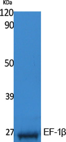 EF-1β rabbit pAb