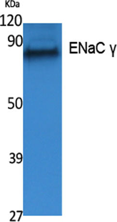 ENaC γ rabbit pAb