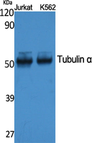 Tubulin α rabbit pAb