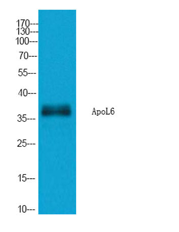 ApoL6 rabbit pAb