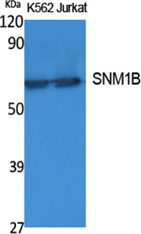 SNM1B rabbit pAb