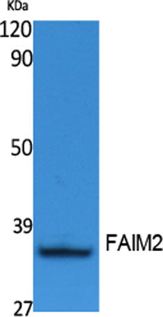 FAIM2 rabbit pAb