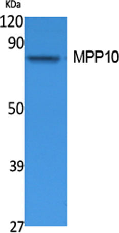 MPP10 rabbit pAb