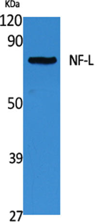 NF-L rabbit pAb