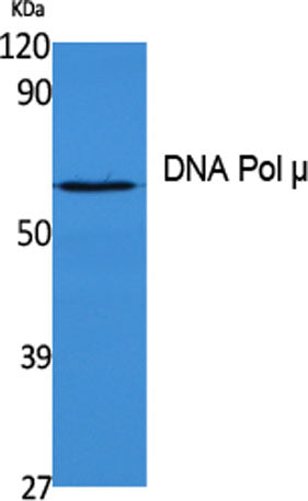 DNA Pol μ rabbit pAb
