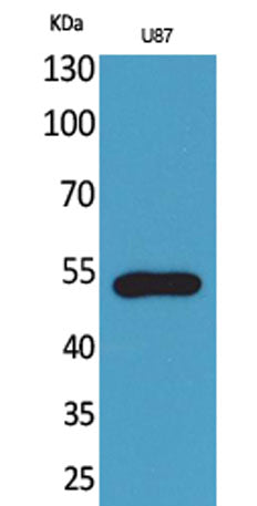 Fractalkine Receptor rabbit pAb