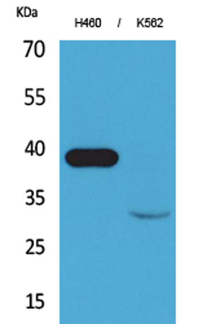 Cathepsin L rabbit pAb