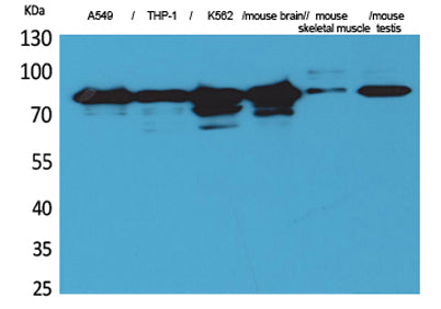 PKC γ rabbit pAb