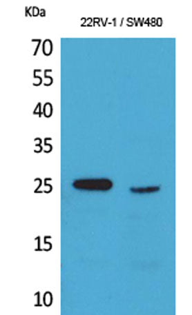 SSX rabbit pAb
