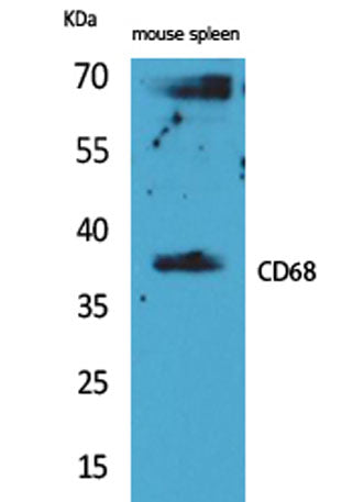 CD68 rabbit pAb