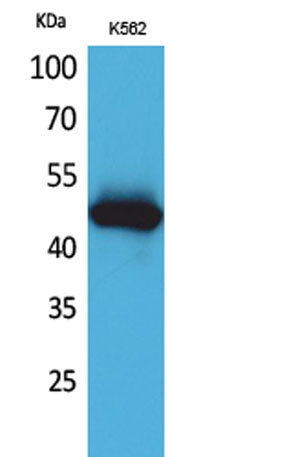 IL-5Rα rabbit pAb