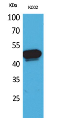 Kallistatin rabbit pAb