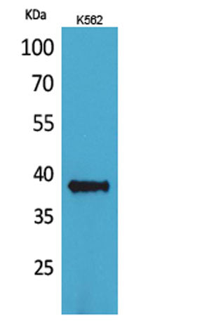 CD1C rabbit pAb