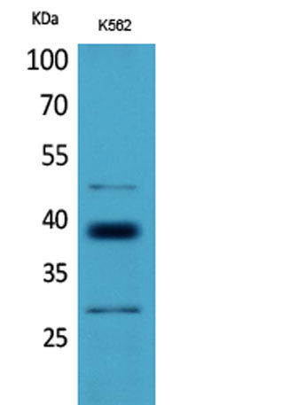 CD1D rabbit pAb