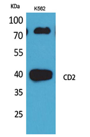 CD2 rabbit pAb