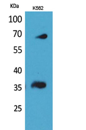 CD32-B/C rabbit pAb