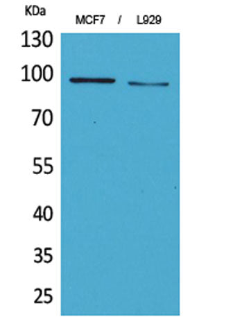 CD100 rabbit pAb