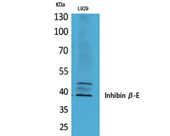 Inhibin β-E rabbit pAb