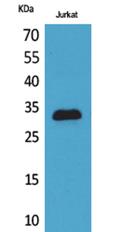 p57 rabbit pAb