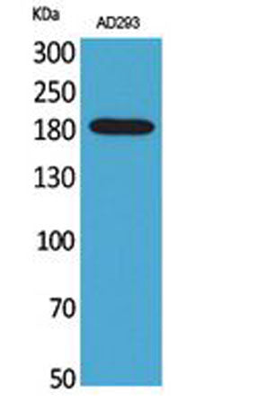 Macroglobulin α-2 rabbit pAb
