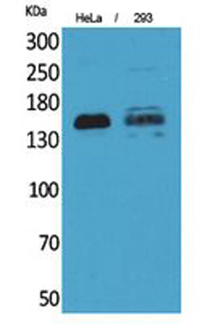 CD148 rabbit pAb